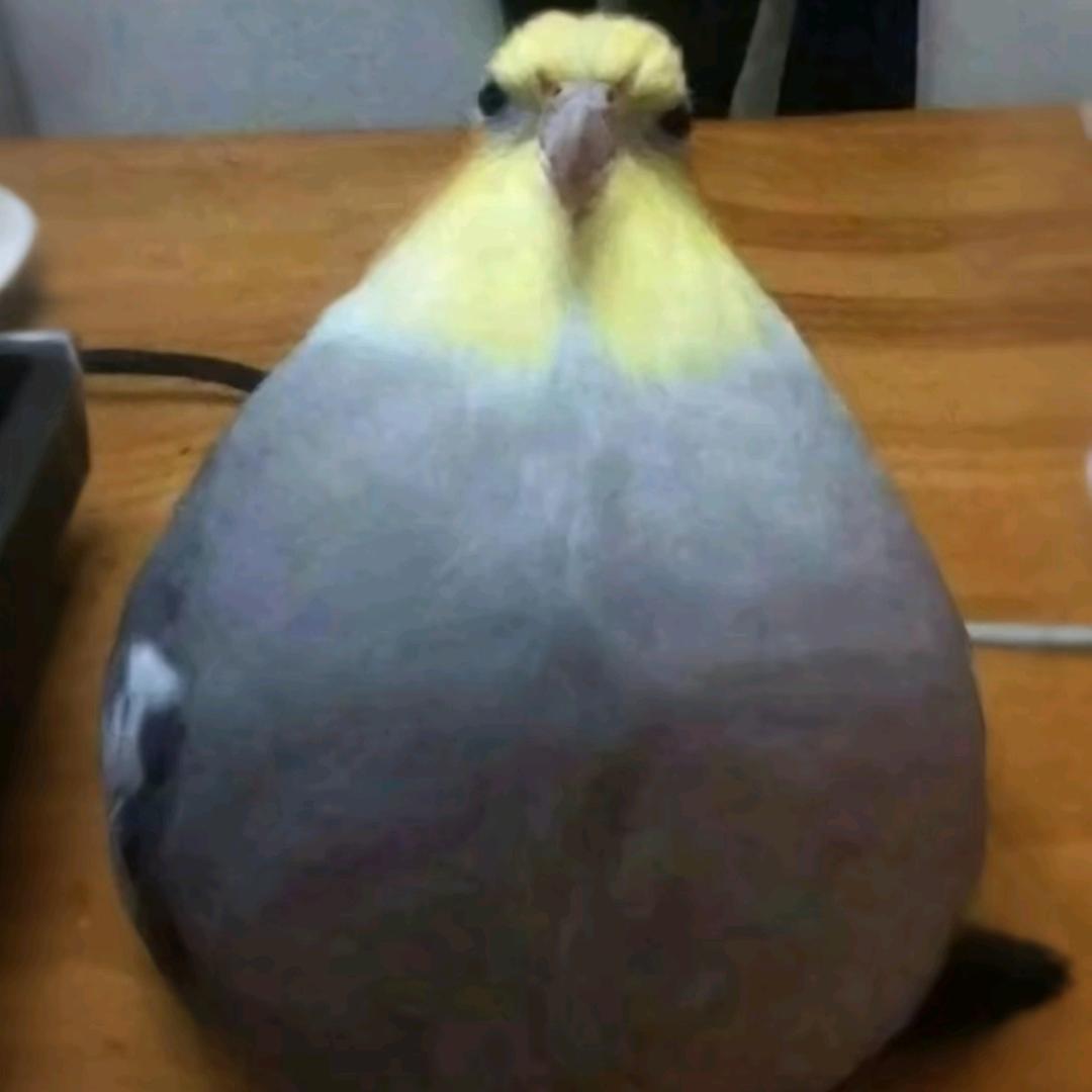 冒险家
