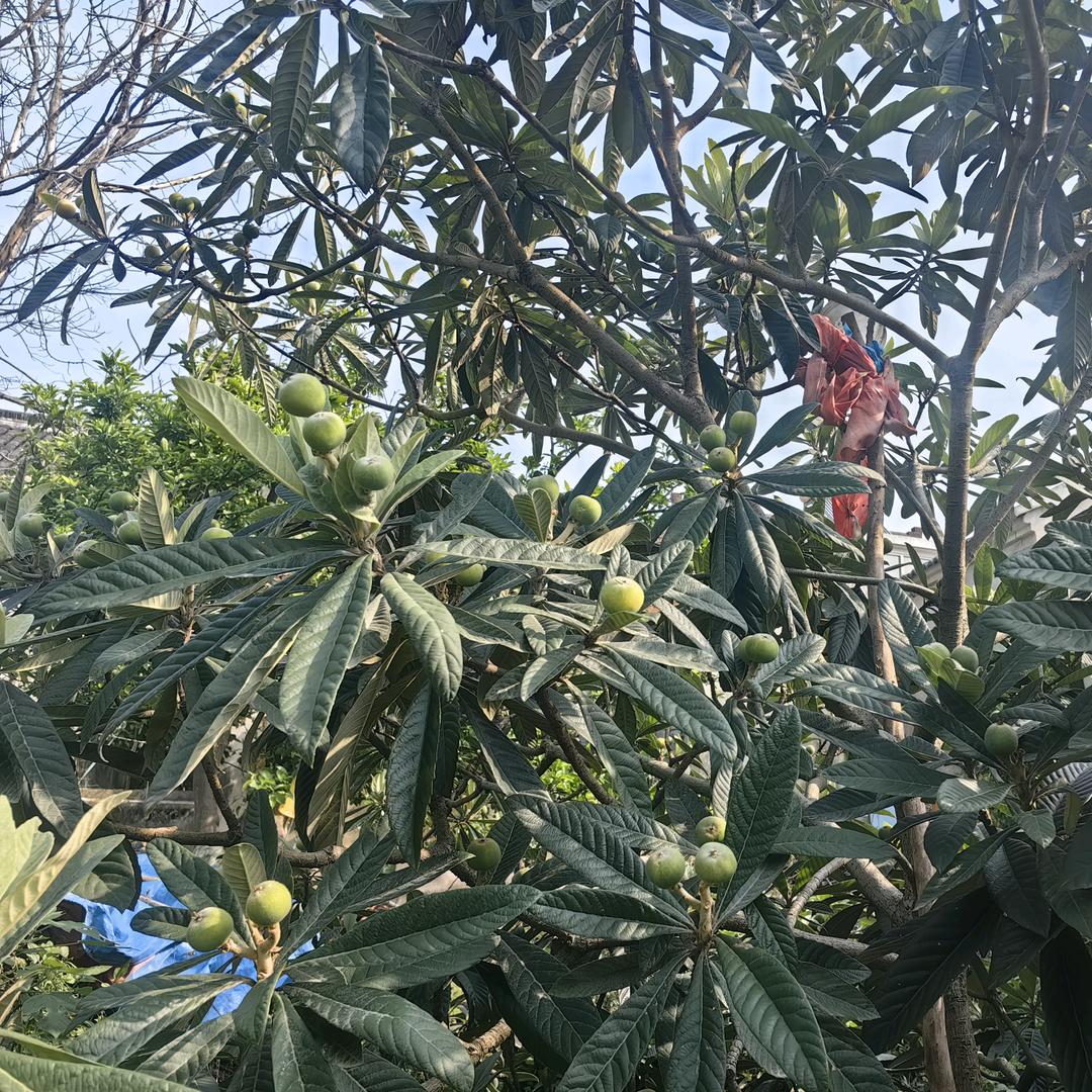 西山晴源枇杷铺