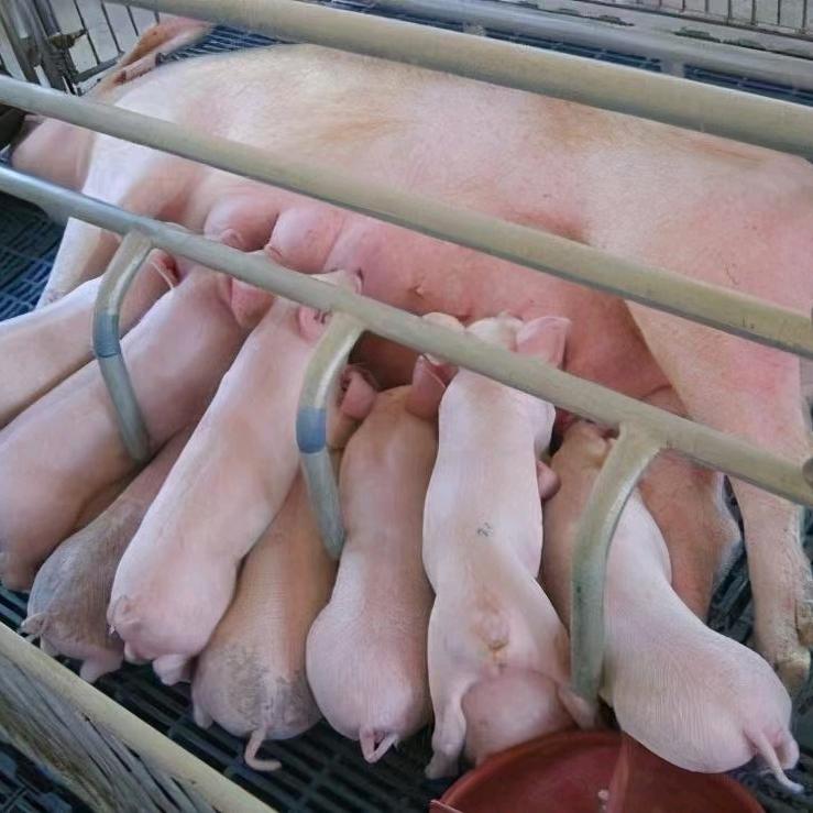 常江养猪来了