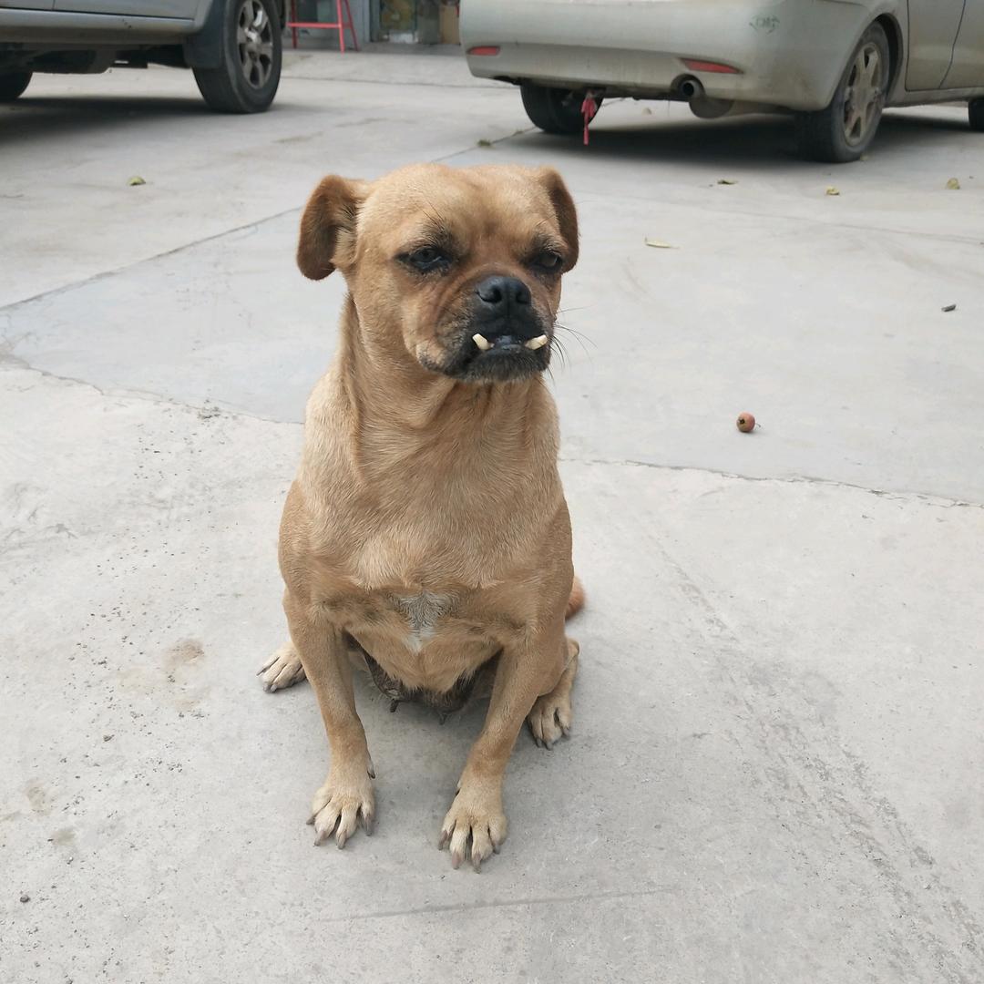 发哥