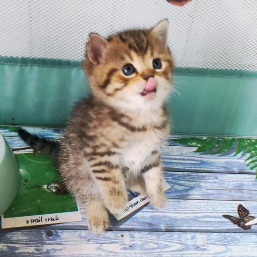 喵喵家猫