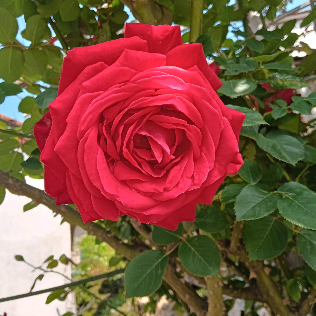 紫苏（不定时直播）