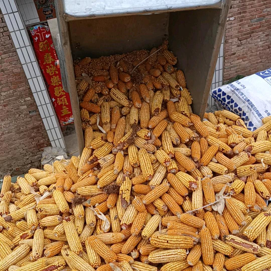 齐哥