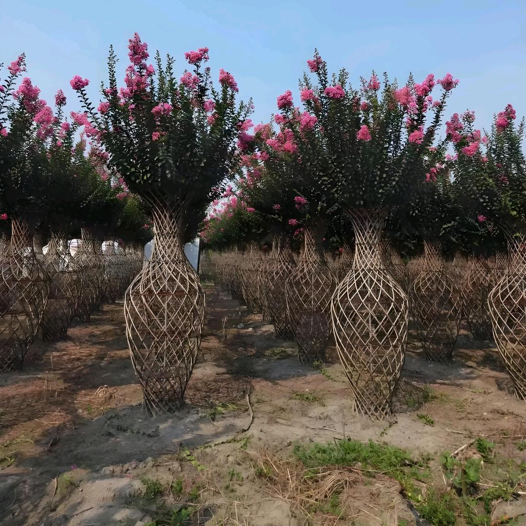 绿韵芳洲花卉基地