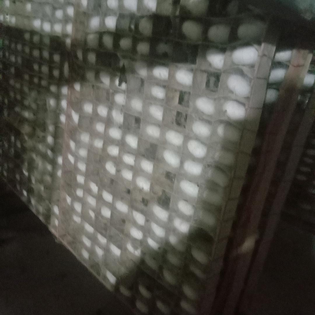 凤儿