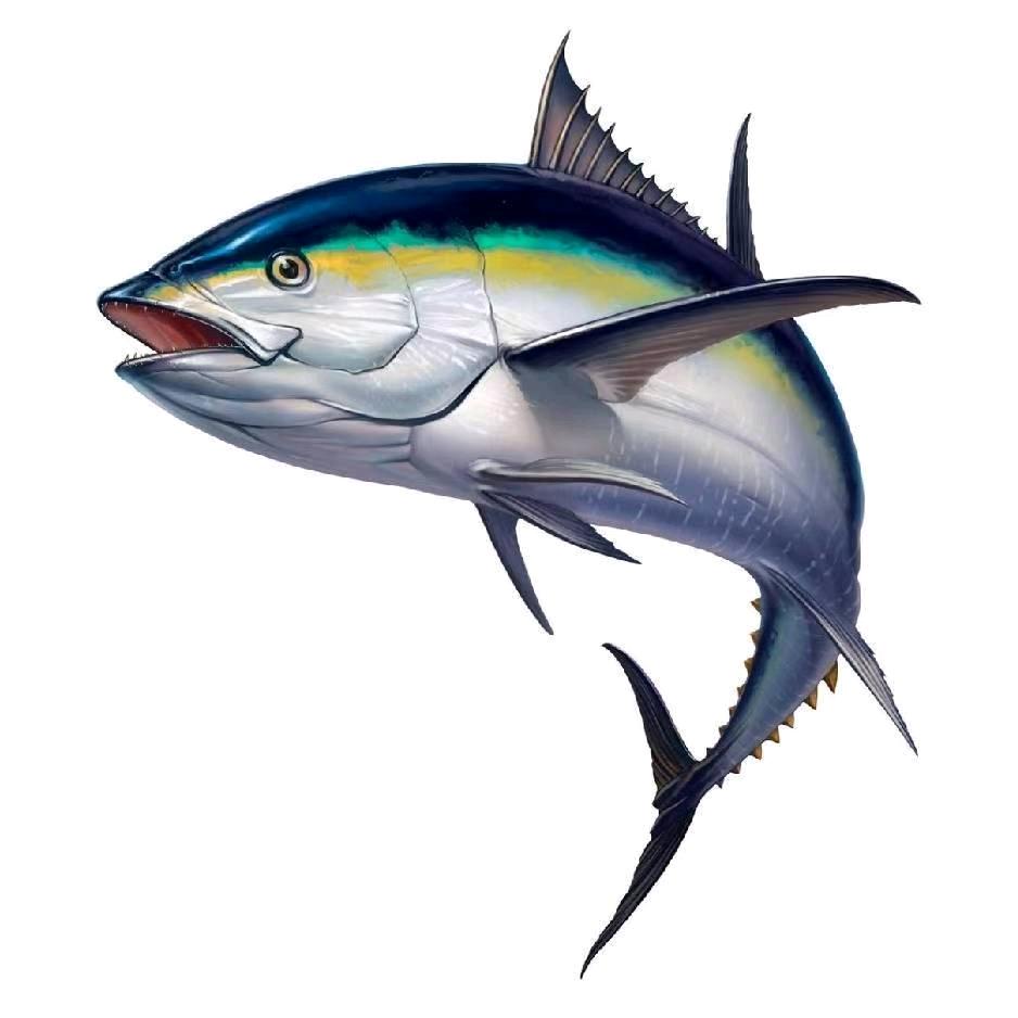 一条鱼🐟