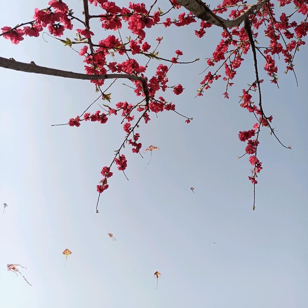 丹丹