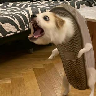 橘子熊🐾