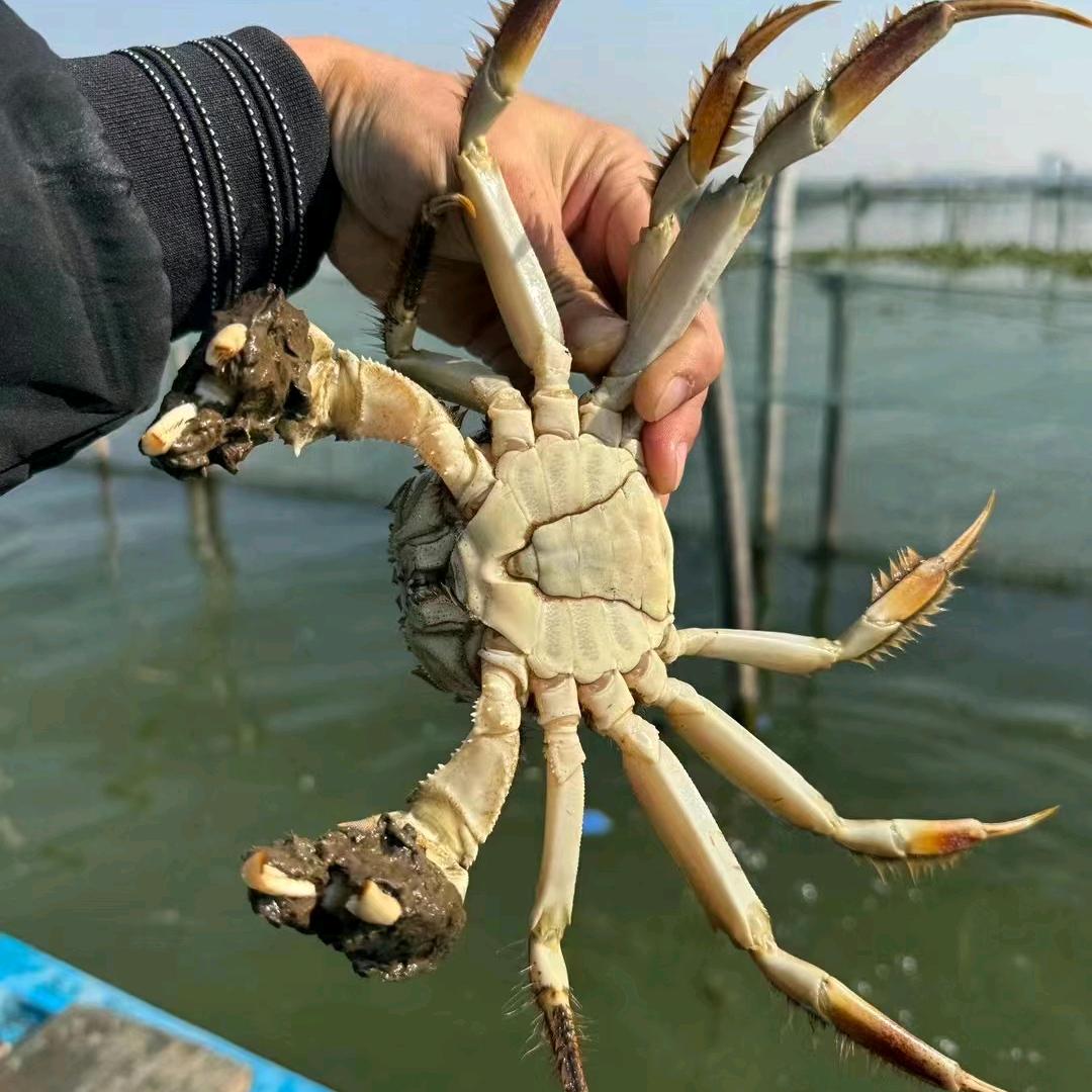蟹之谣大闸蟹