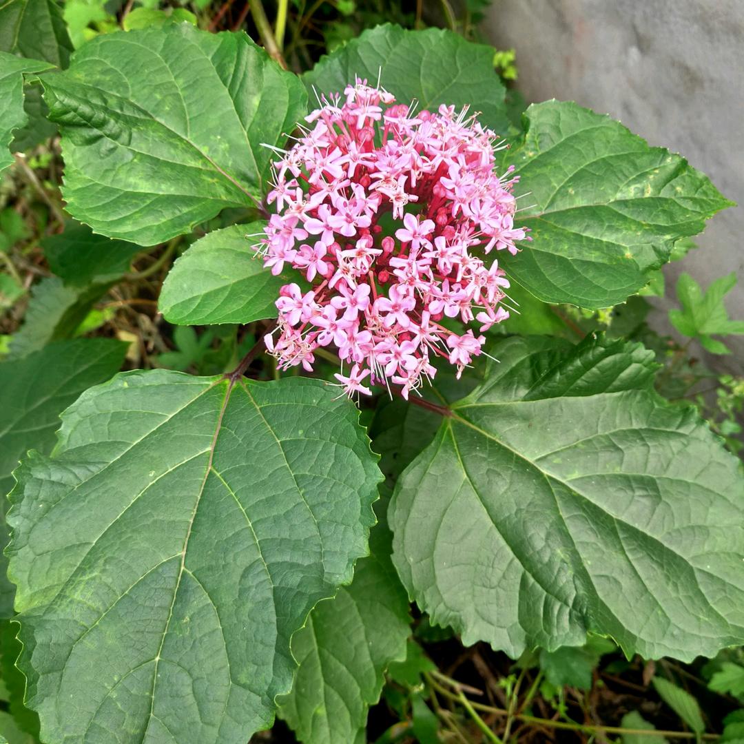 王小米1