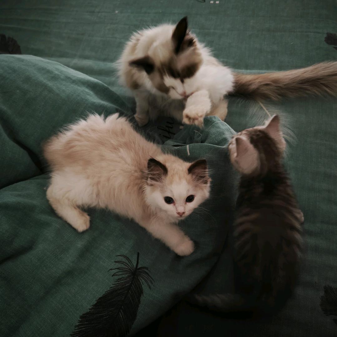 大花的兄弟姐妹（猫猫）