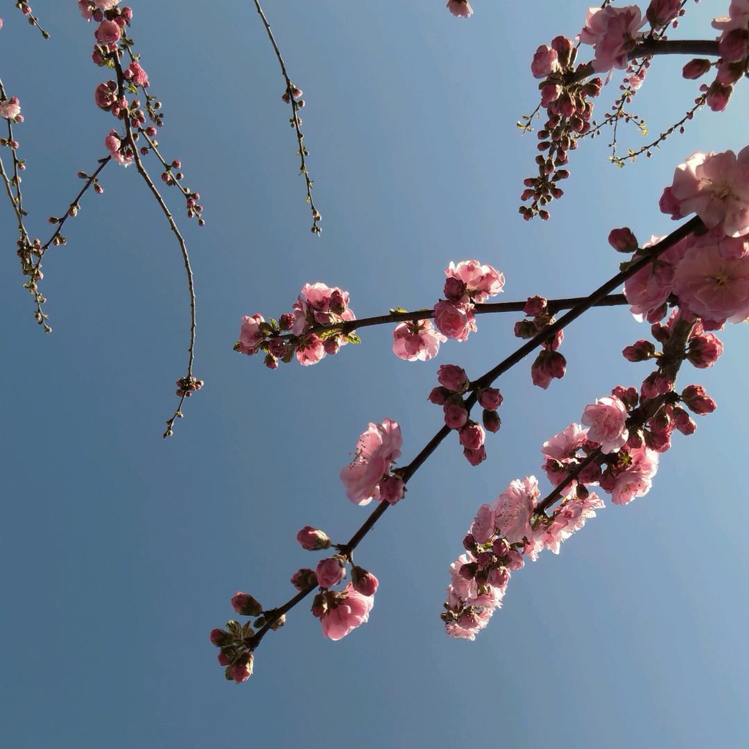 星爵