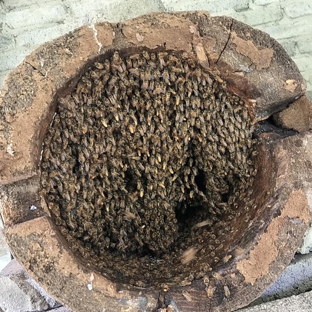 养蜂爱好者，野外攀索爱好者！！