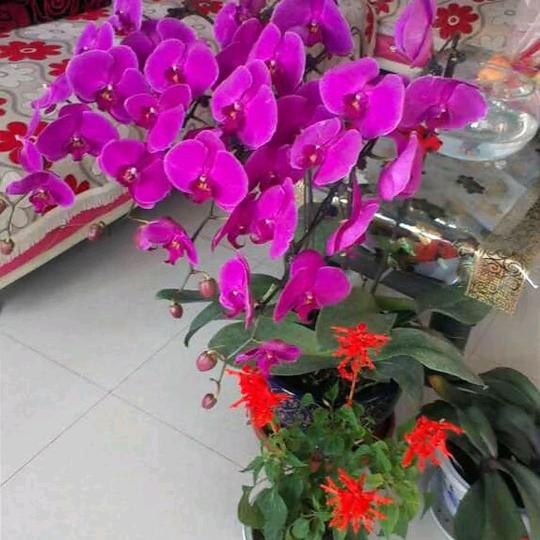 老刘🌴🌺