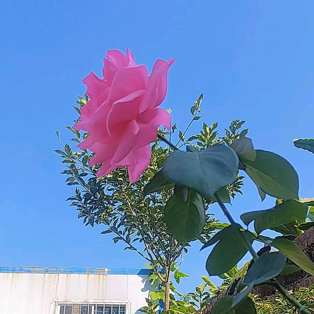 懒得热情