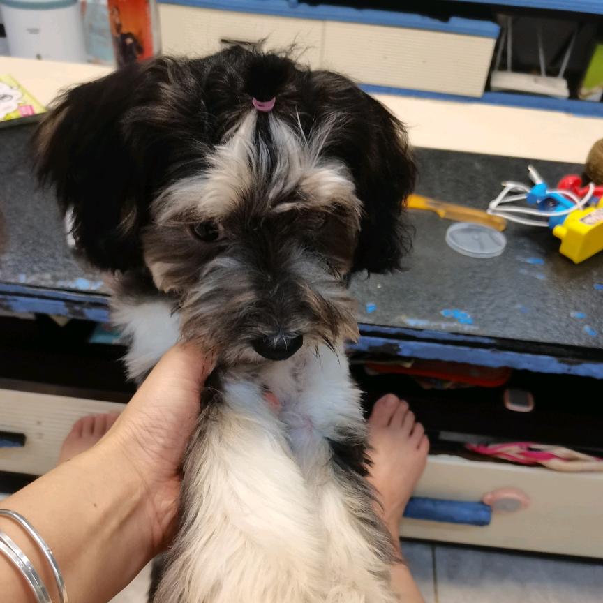 @丑萌丑萌的小狗