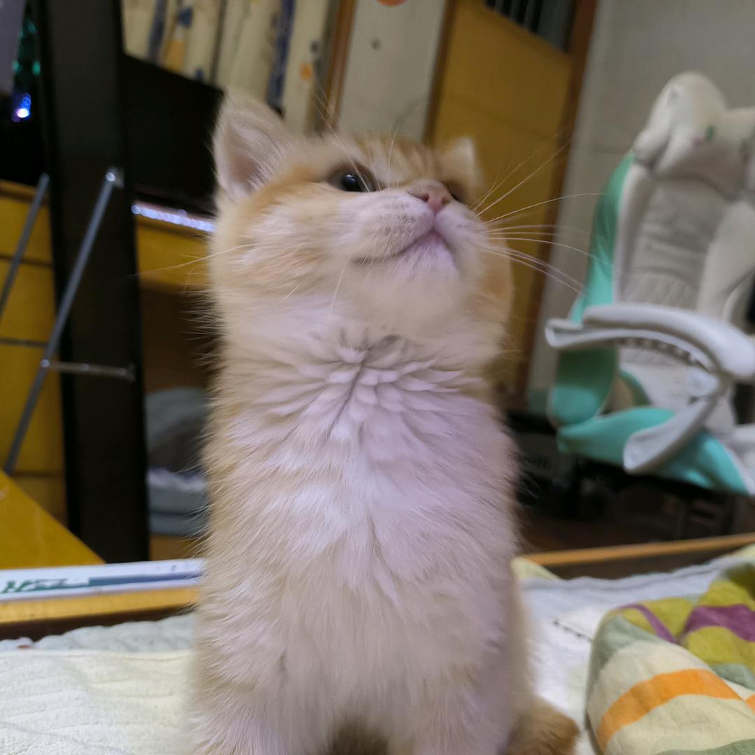 枫葉沐🇨🇳