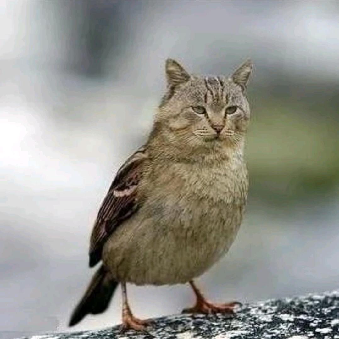 乱晃の狐狸