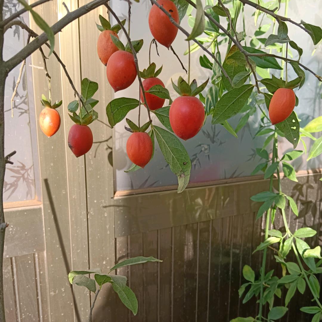 孤城落雁《涨粉中》
