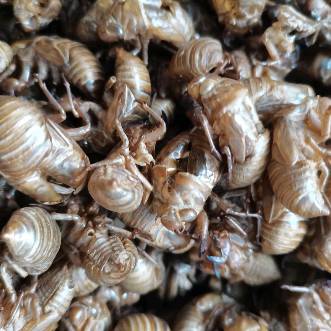 知心(蝉蜕购销)