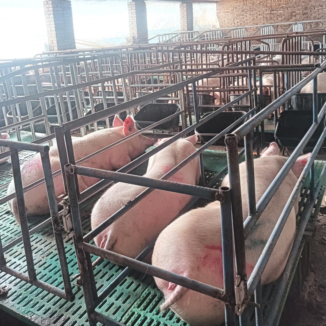 孝义市母猪场