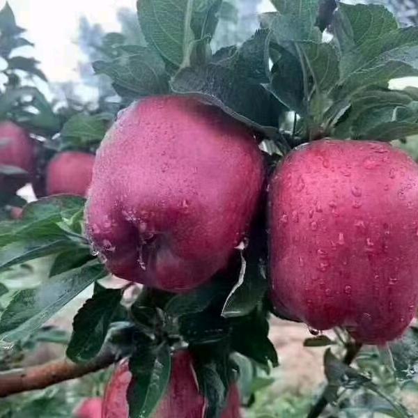 甘肃静宁苹果特产