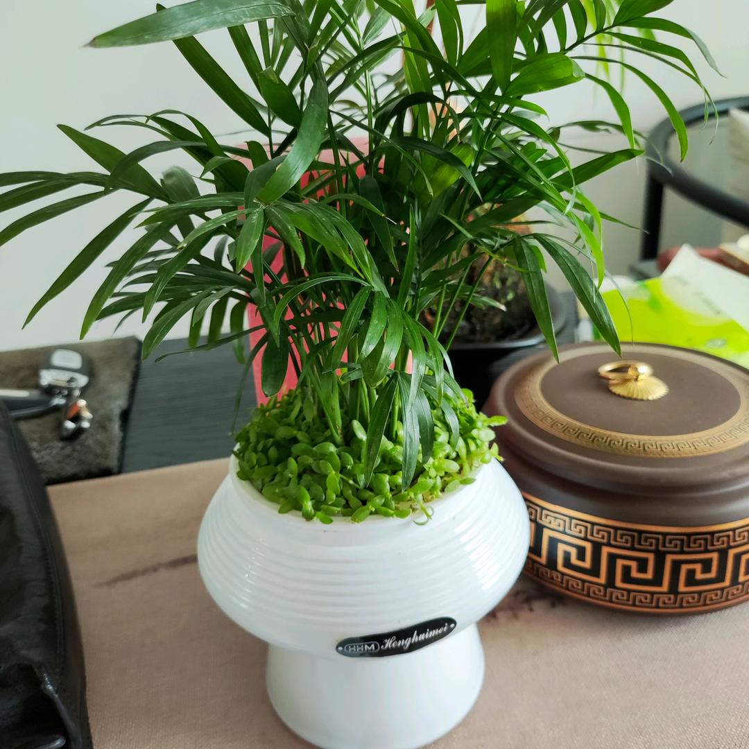 新疆阿健