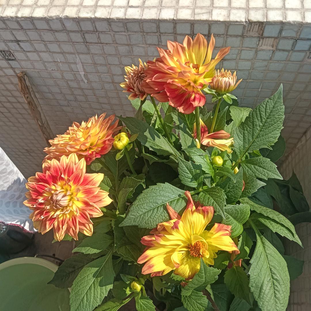 分想好看的电视剧