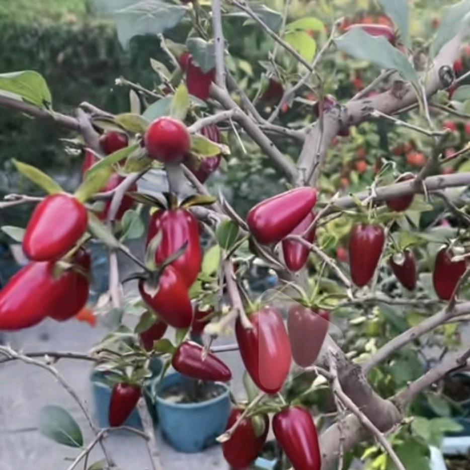无上根艺