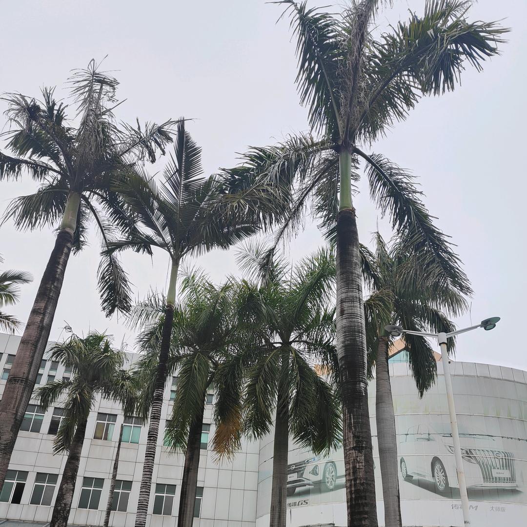 云与树。