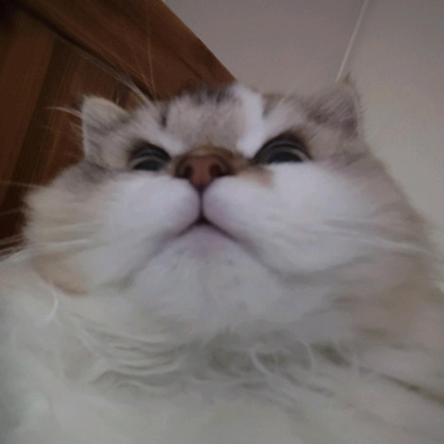 金瑞