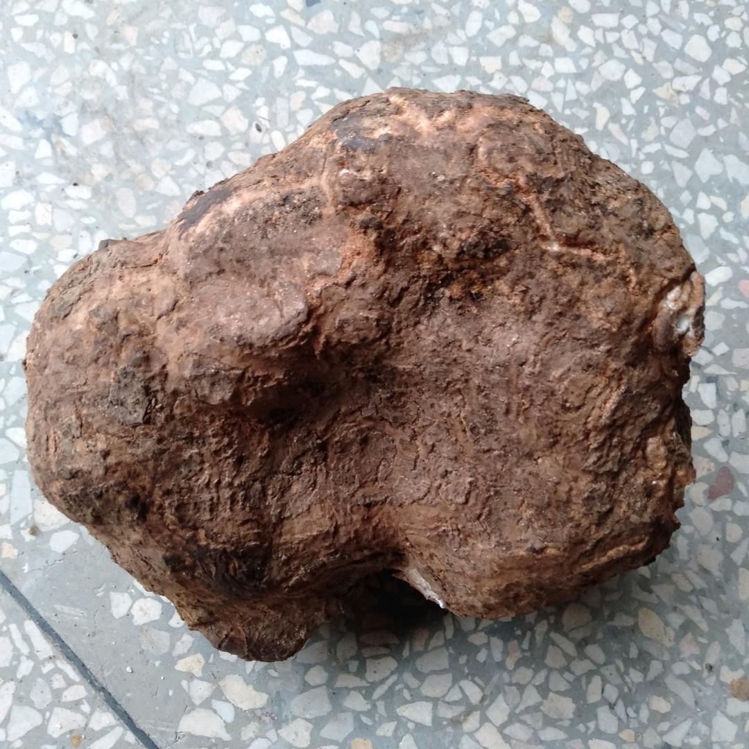 茯苓靖州（谷子哥）