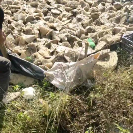 梧州(李生）大量收购马尾松，湿油