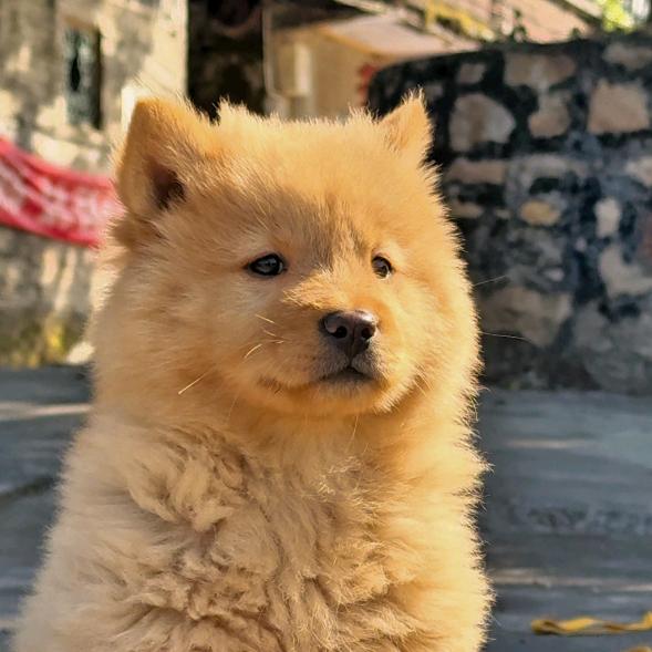 乡下客恩佳犬舍(中华田园犬全国包邮)