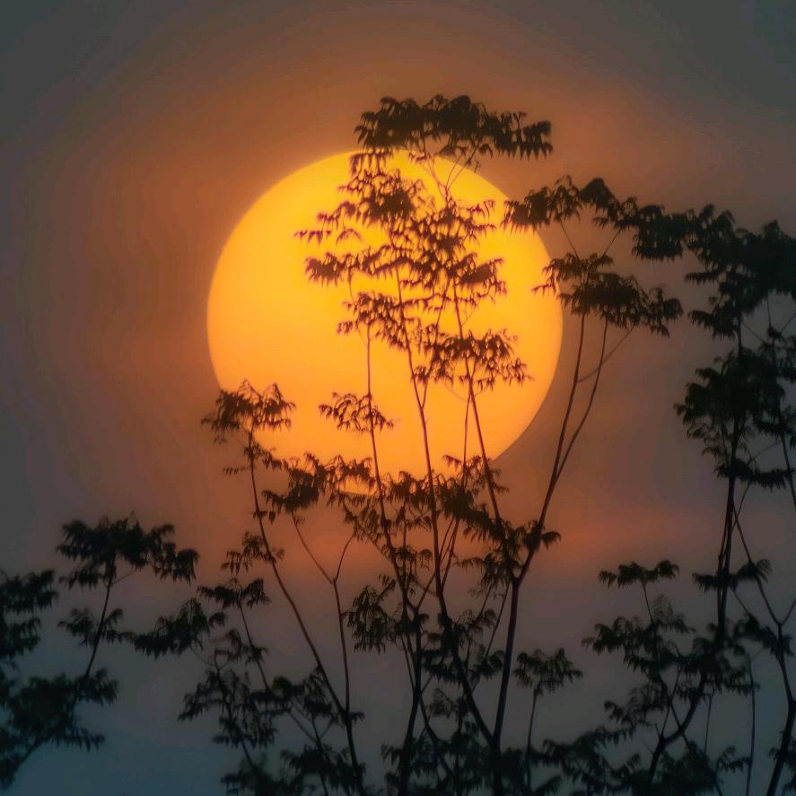 月明花卉基地批发