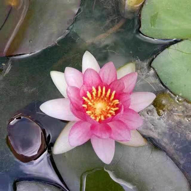 镜花水月