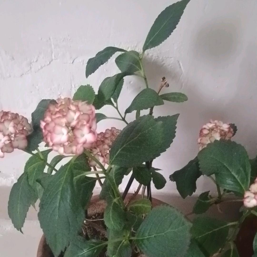 临沂炒鸡