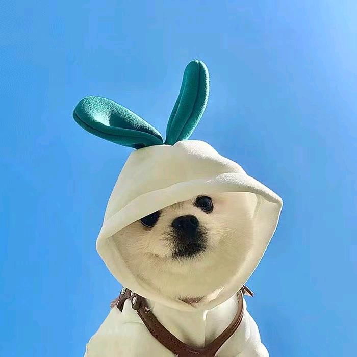 步履贤尘