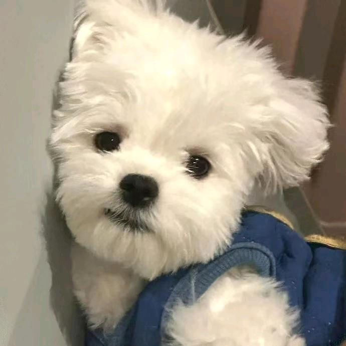 铃铛短剧