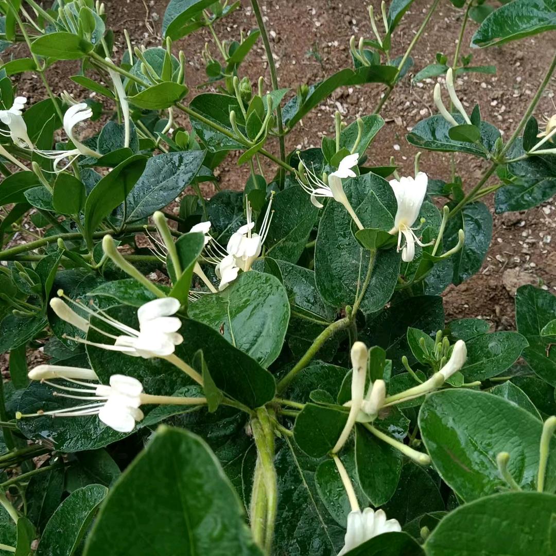 河北.巨鹿县燕飞金银花