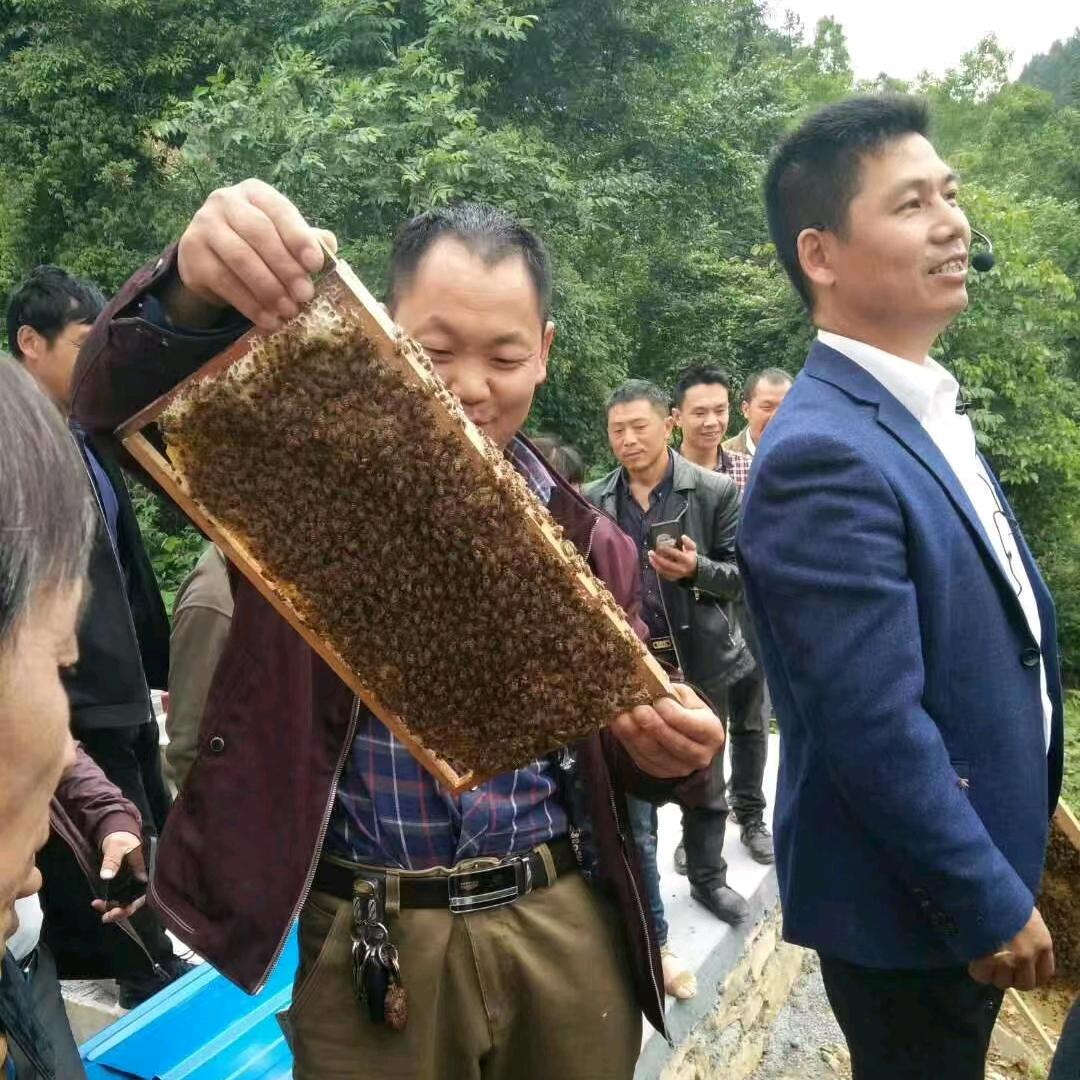 中蜂:双王哥