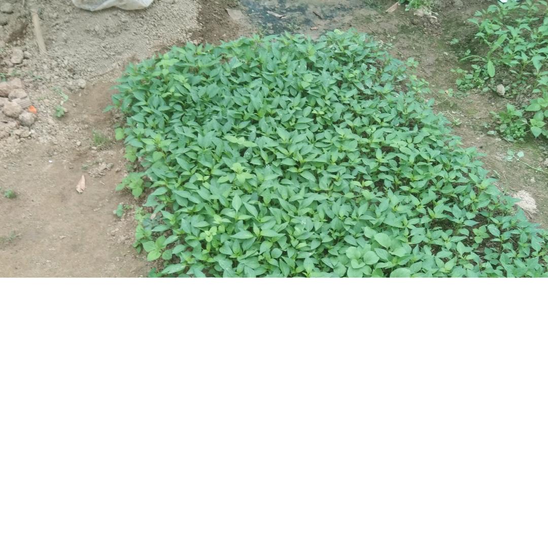 user15123506361一生平安