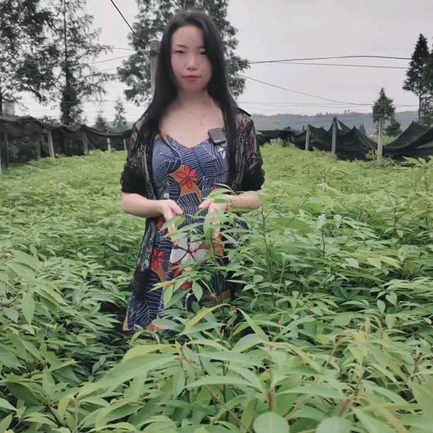 苗苗苗木