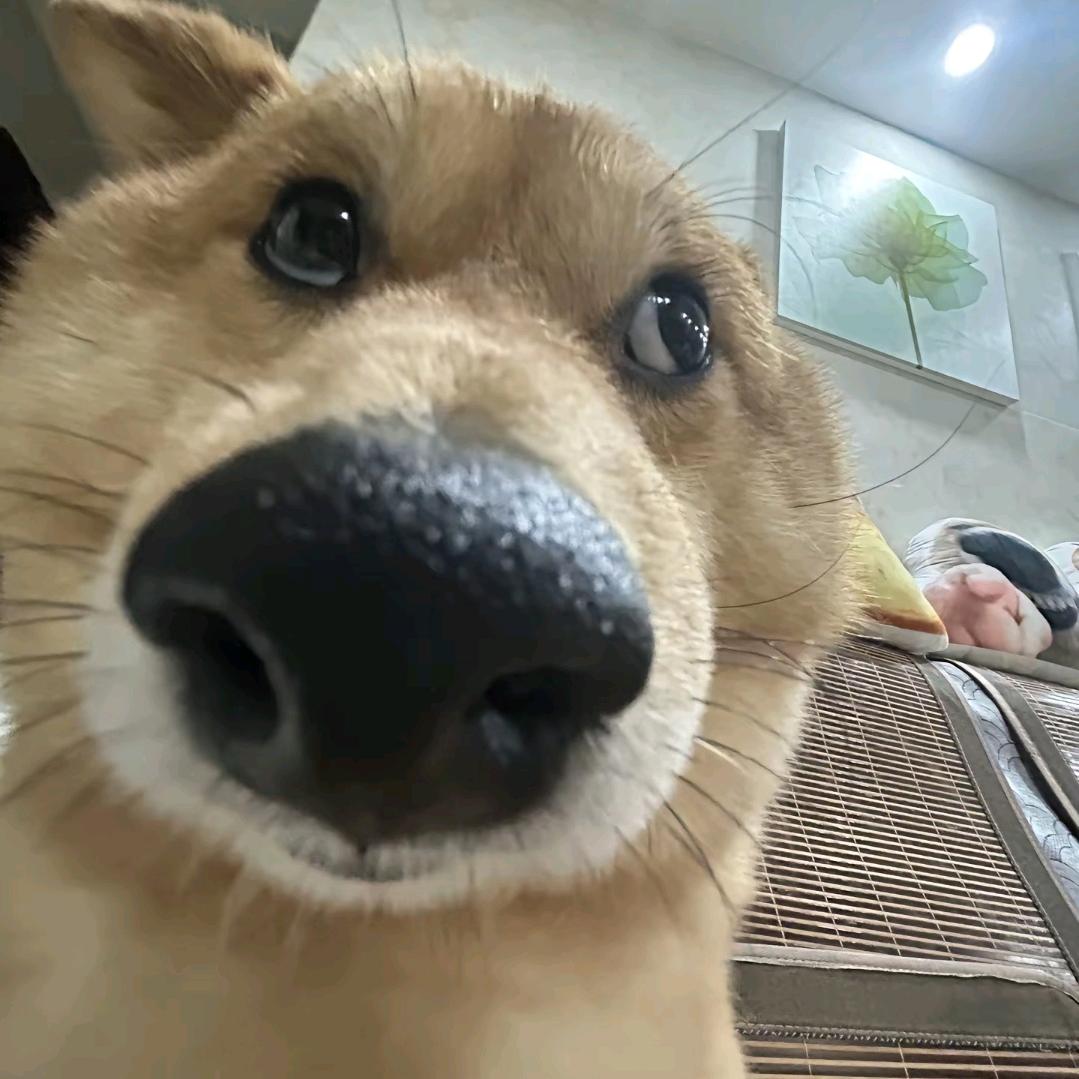 o欧弟