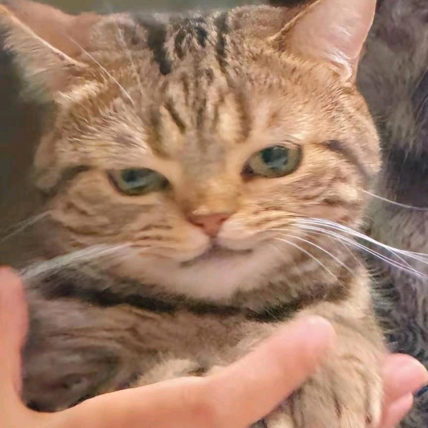 小韩大王