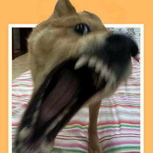 专业卖手机