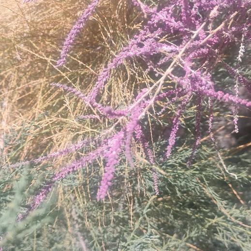 芙茂人