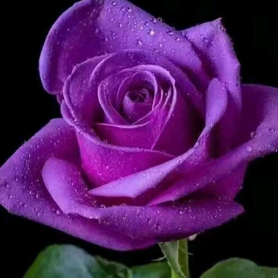 沙河户外抽鲢鳙（叽竿抽鲢鳙7米2）