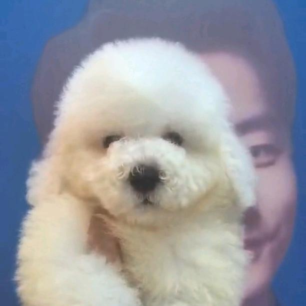 狗场直销