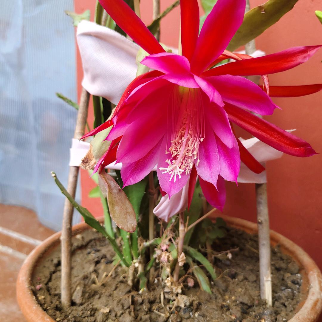 佳怡日常生活(残疾人的苦)